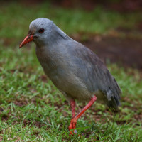 Kagu